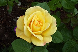 ARTHUR BELL (floribunda)